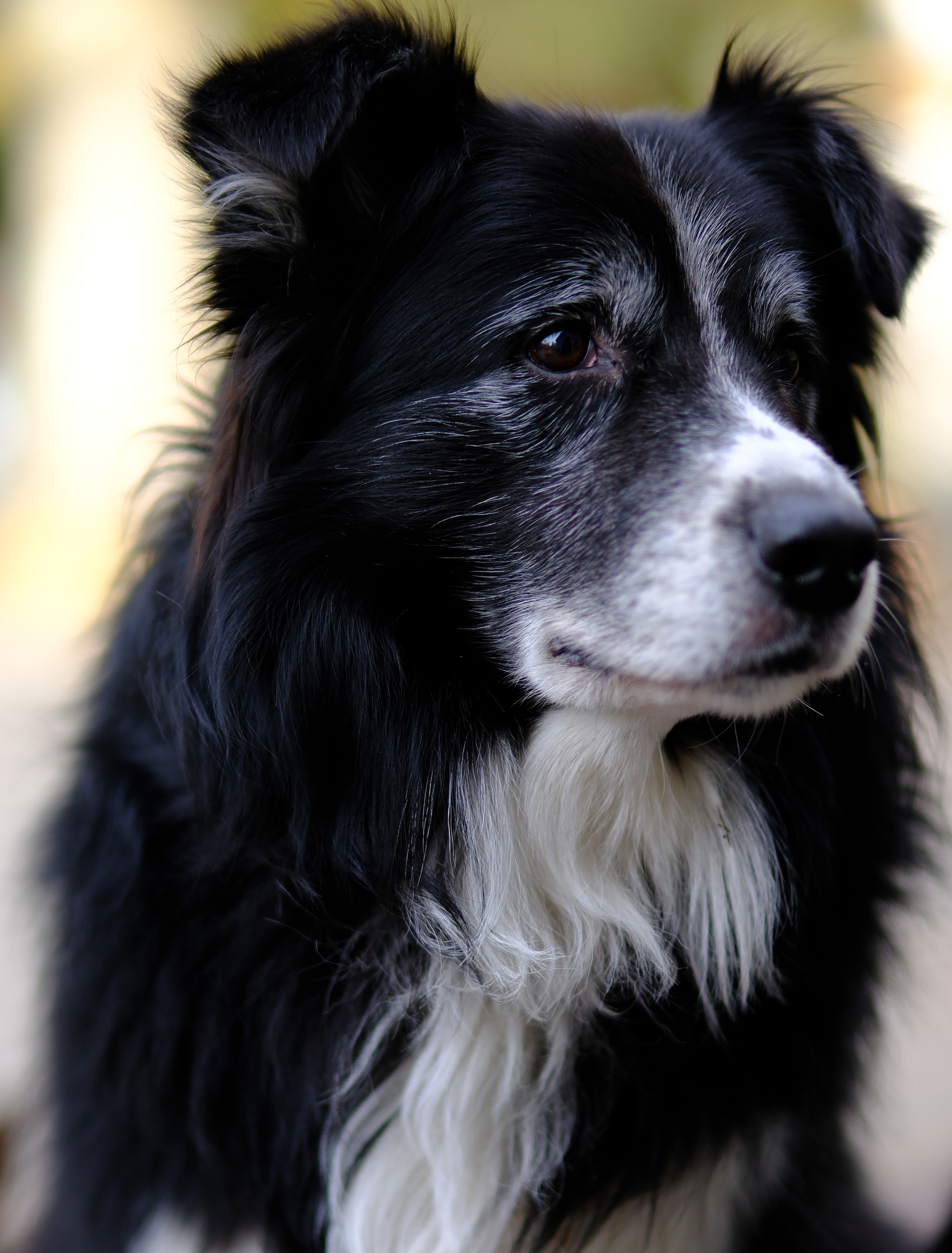 Portrait of a companion animal by The Honest Whisker