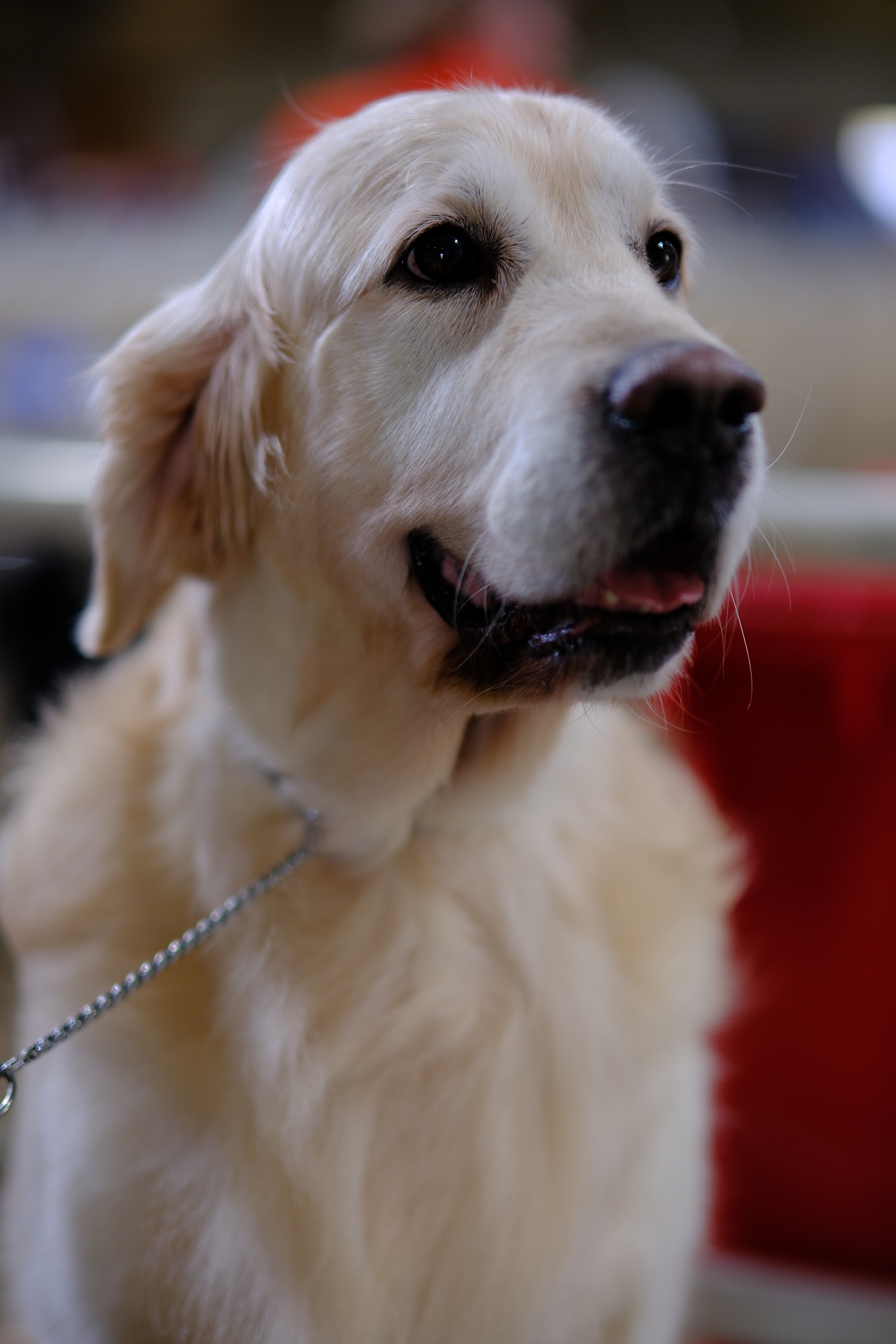 Portrait of a companion animal by The Honest Whisker