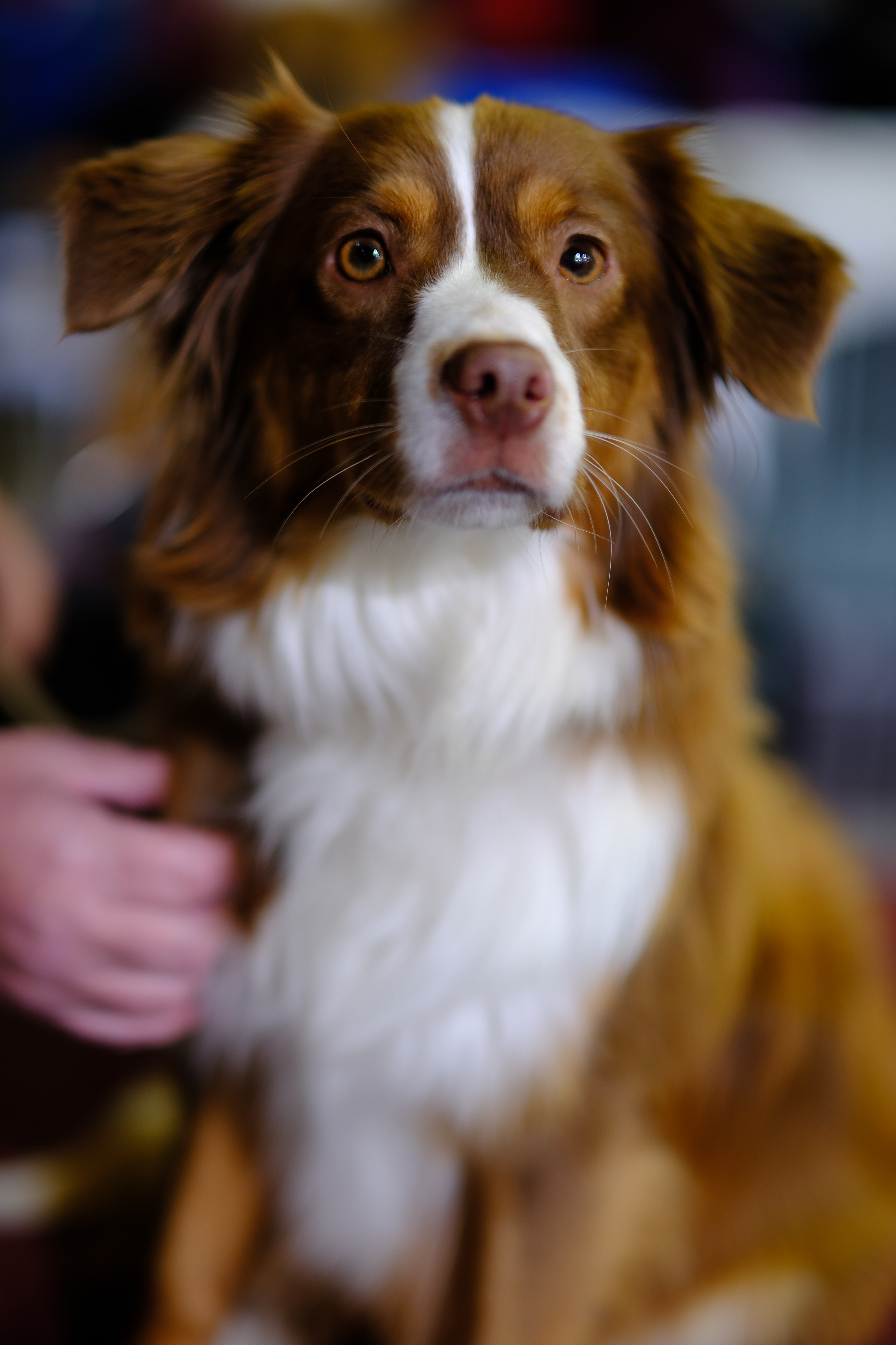 Portrait of a companion animal by The Honest Whisker