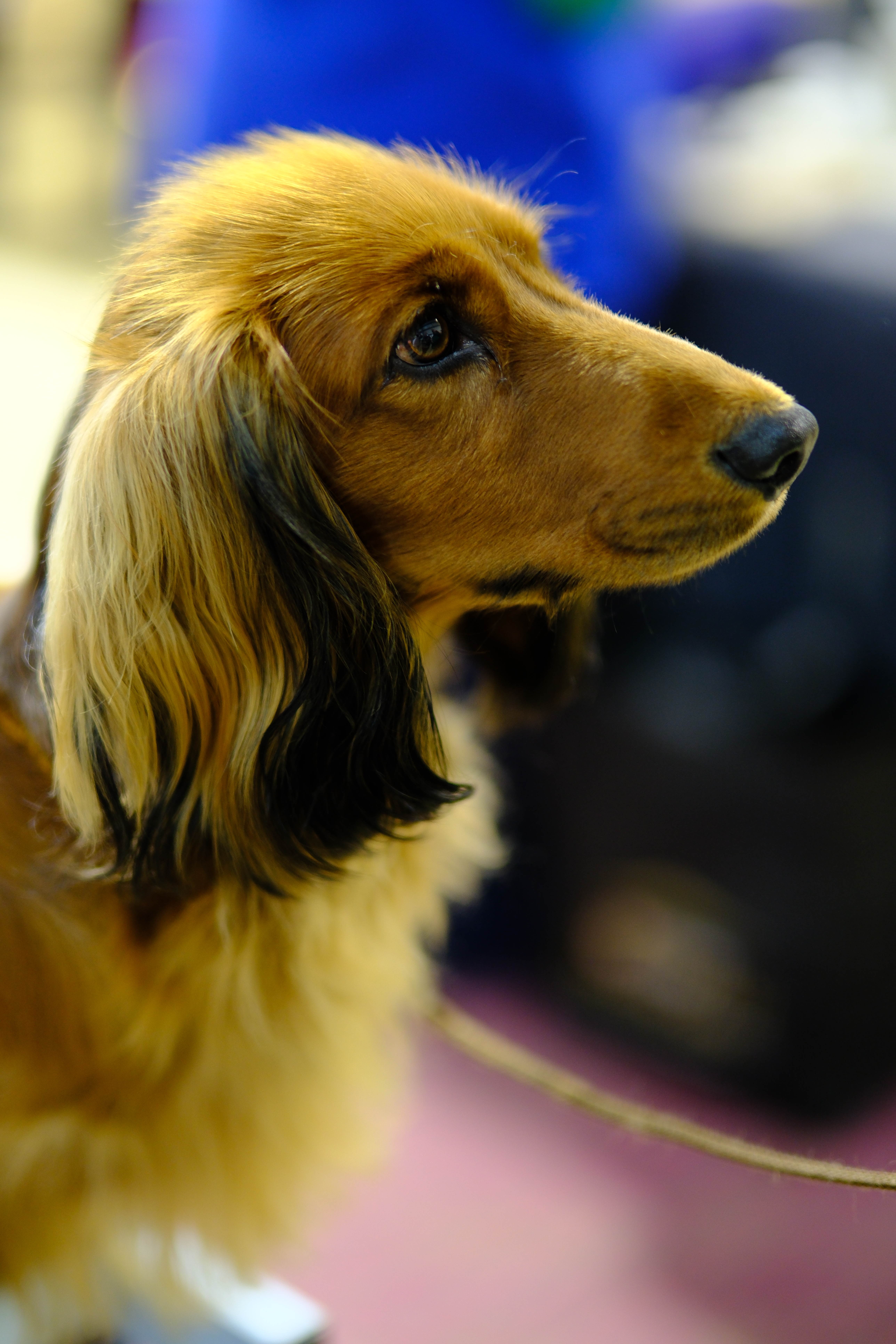 Portrait of a companion animal by The Honest Whisker