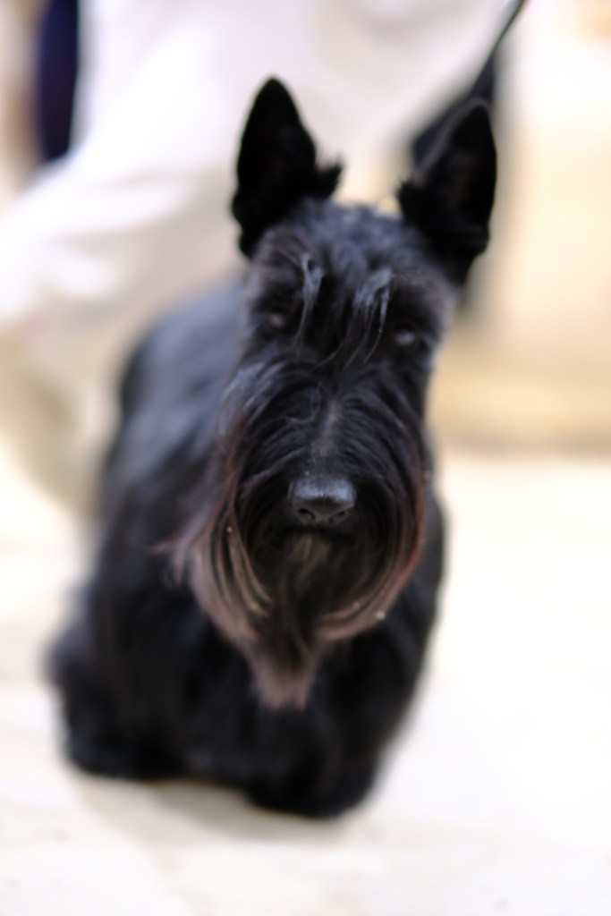 A black Scottish Terrier dog sits on the ground, looking directly at the camera with its ears perked up.
