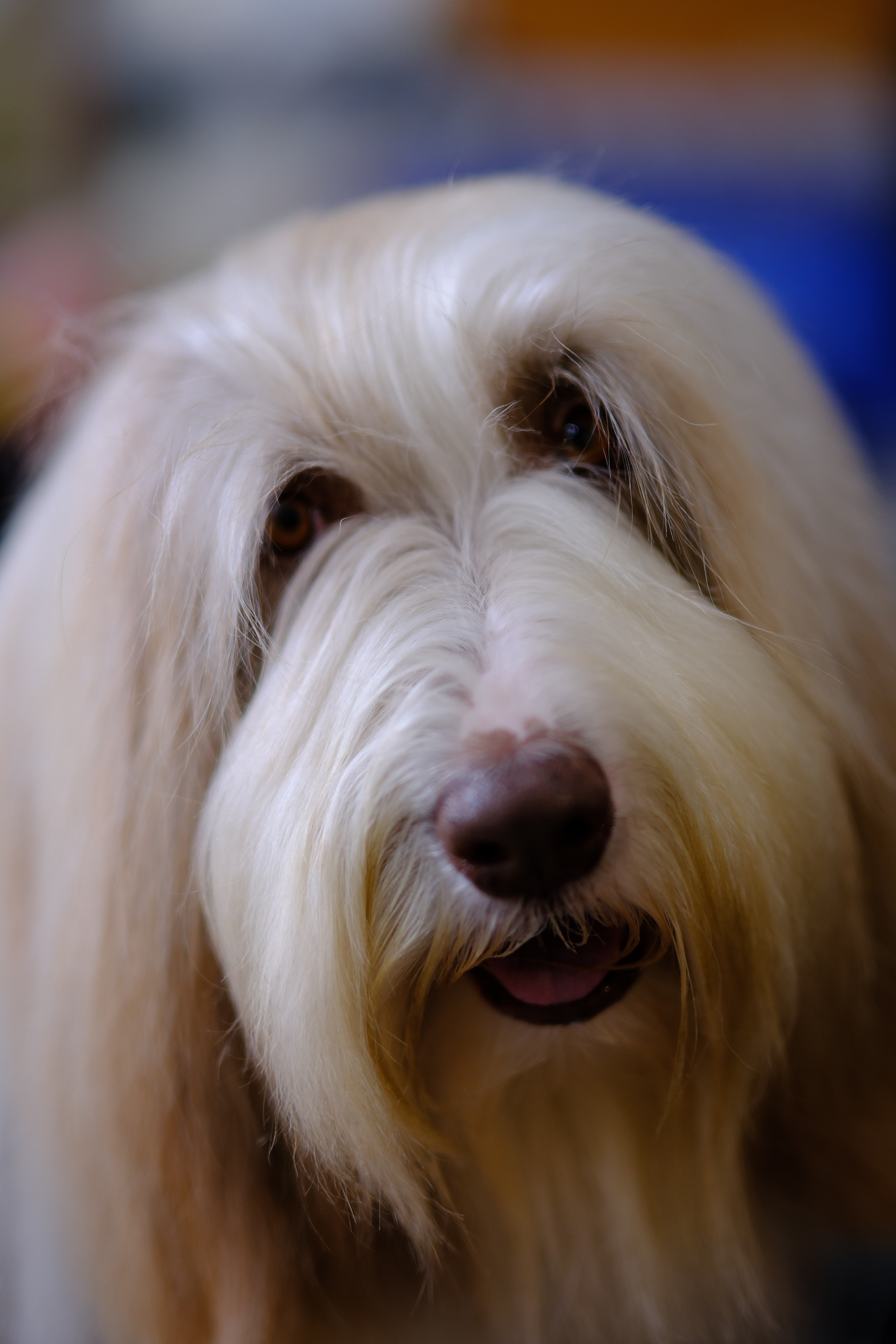 Portrait of a companion animal by The Honest Whisker