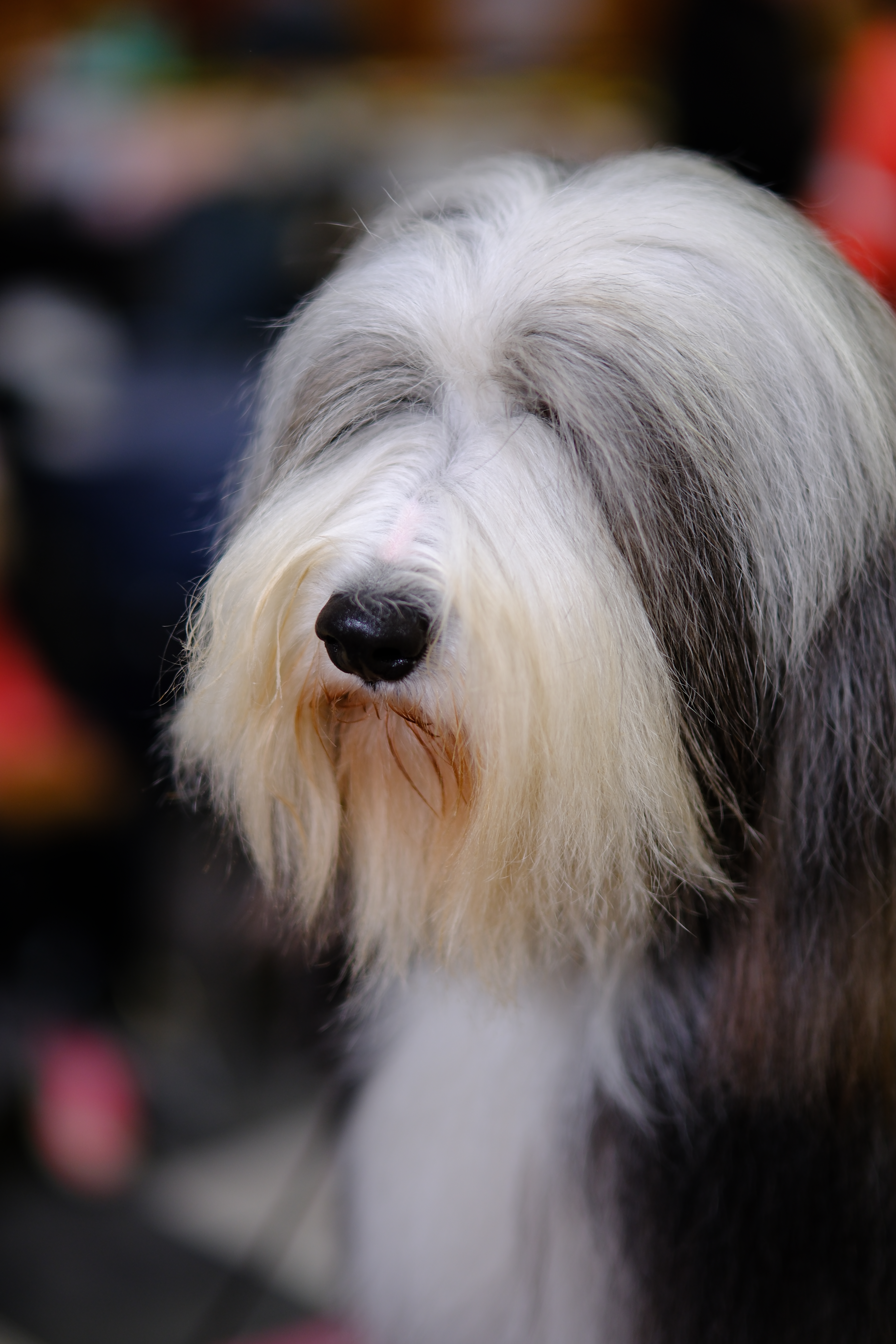 Portrait of a companion animal by The Honest Whisker