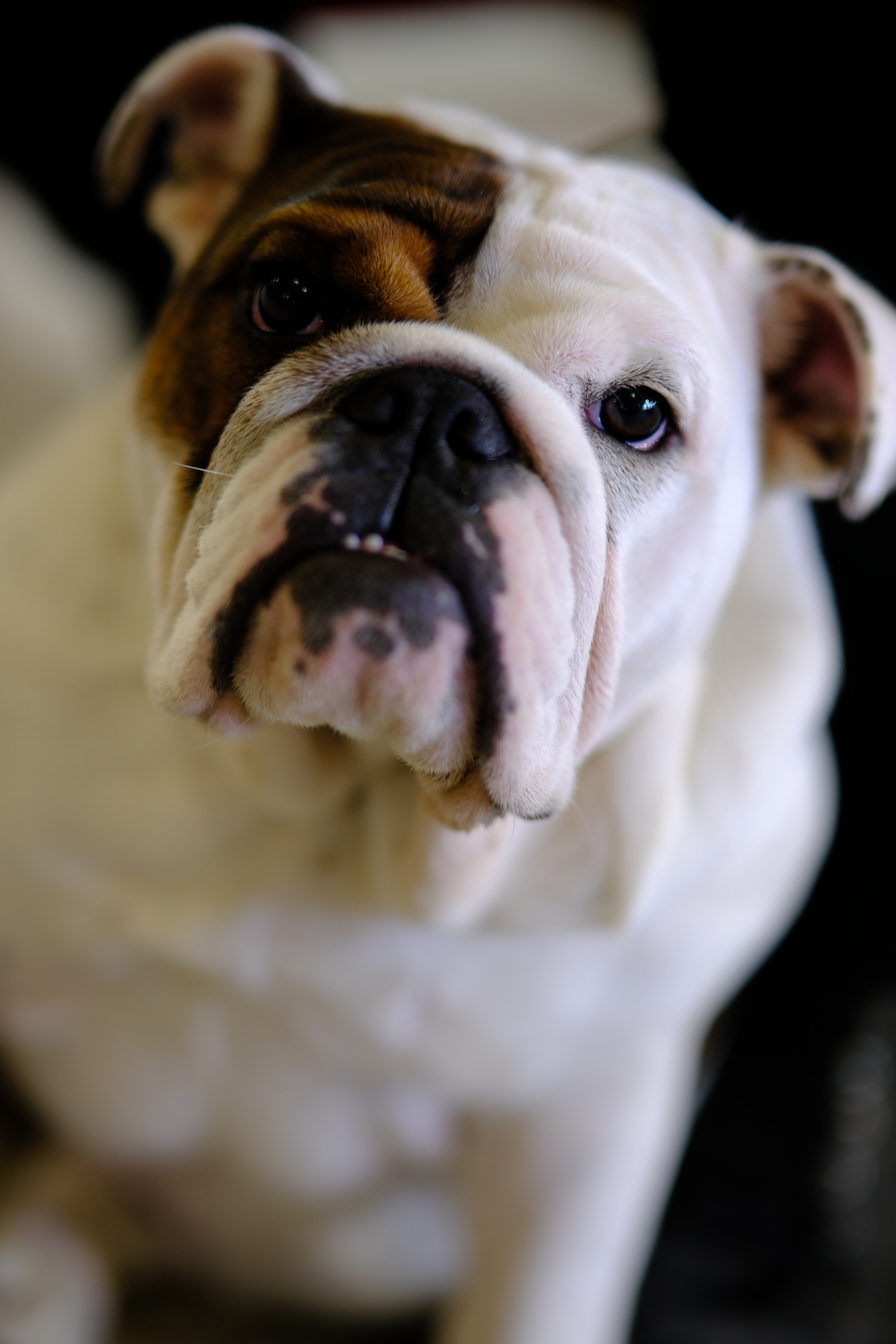 Portrait of a companion animal by The Honest Whisker