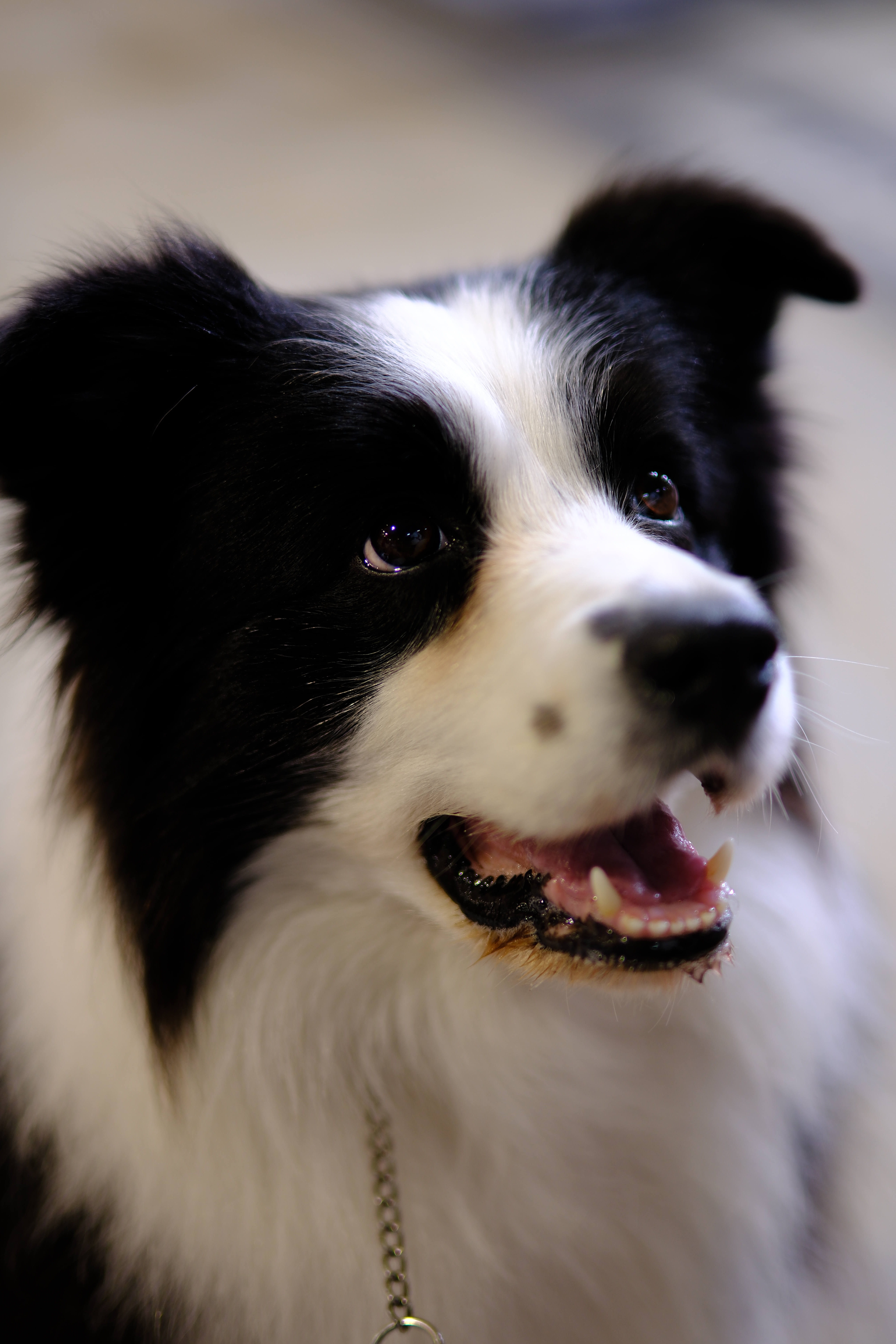 Portrait of a companion animal by The Honest Whisker