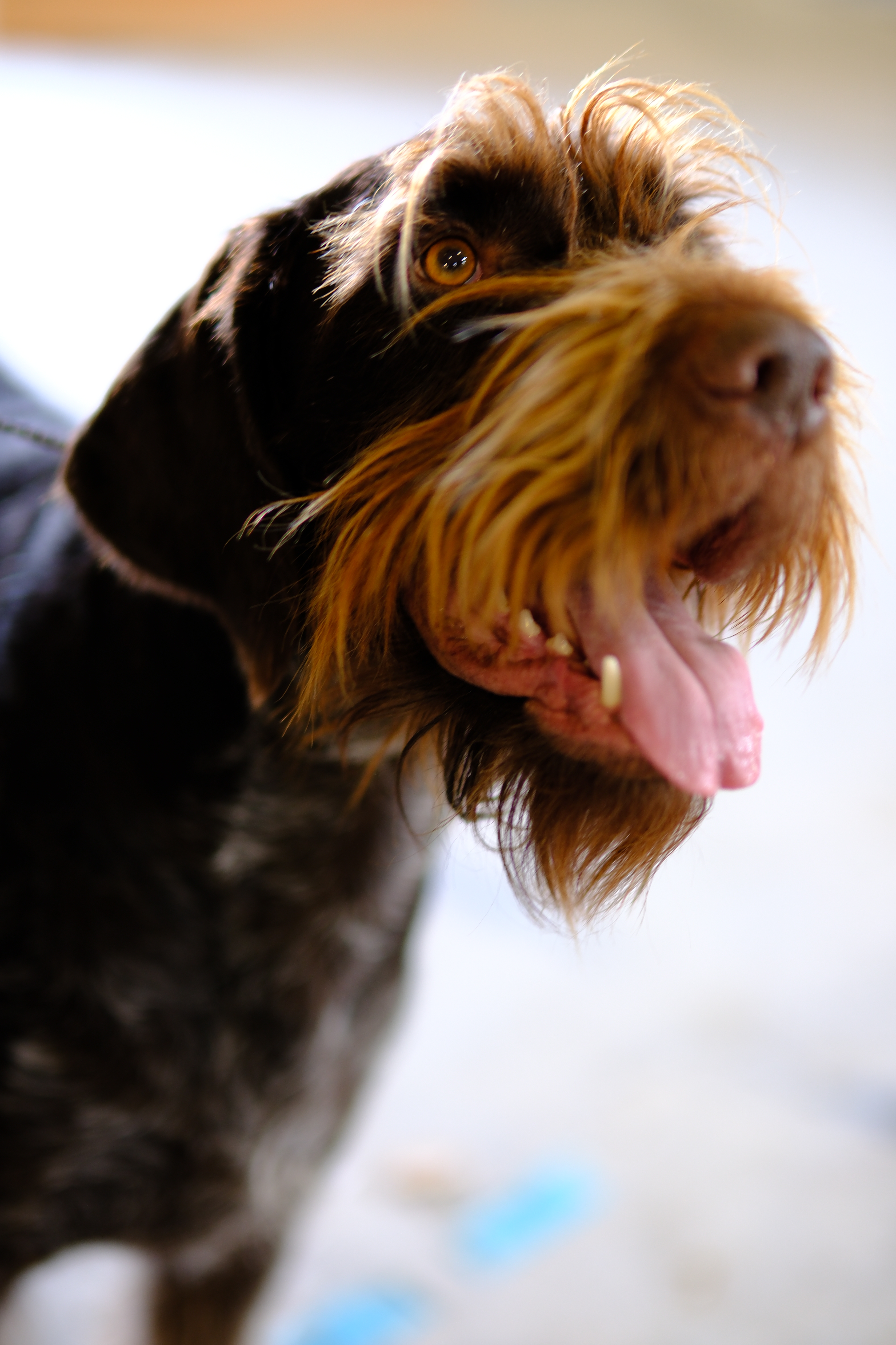 Hero portrait of a companion animal from The Honest Whisker portfolio