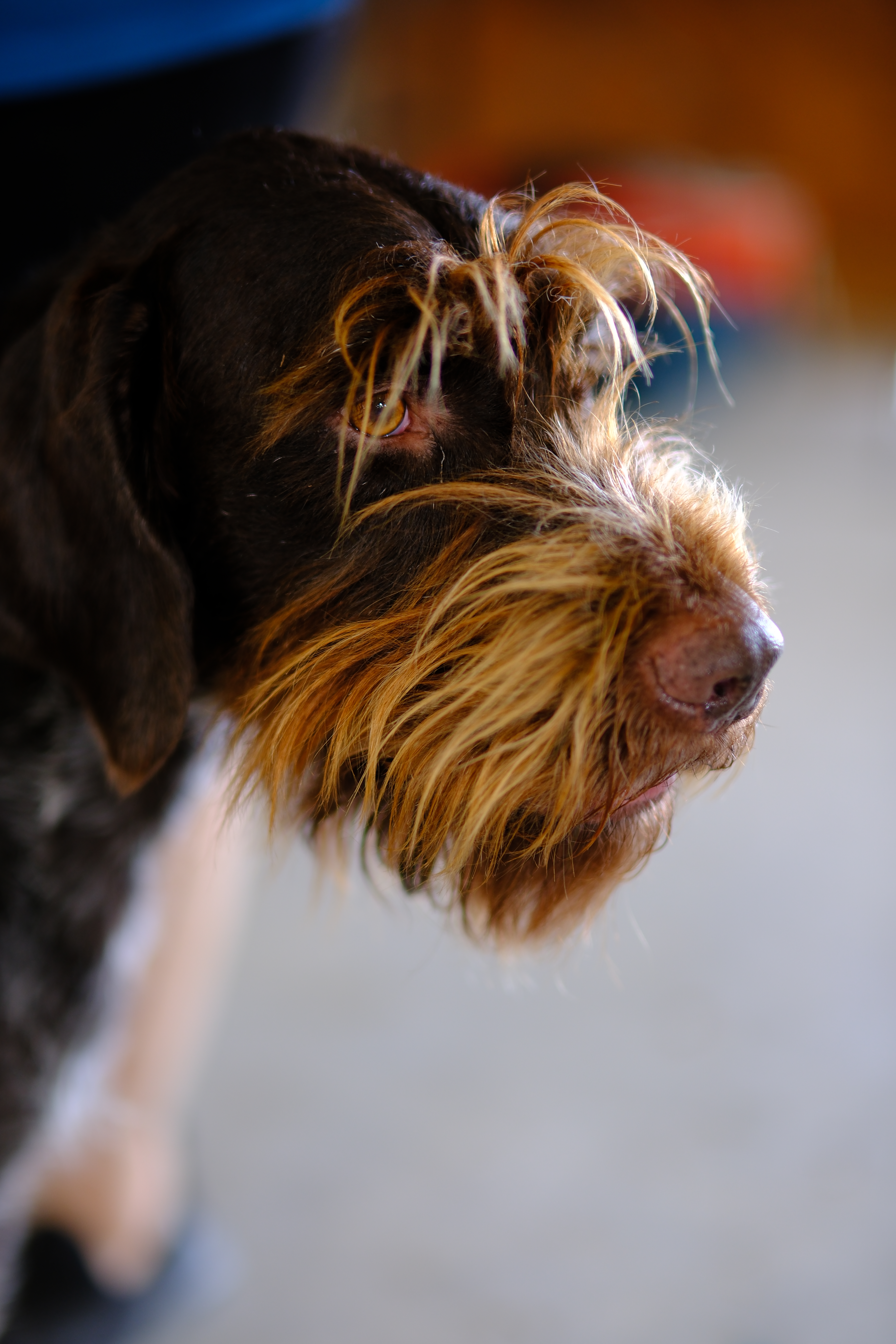 Portrait of a companion animal by The Honest Whisker