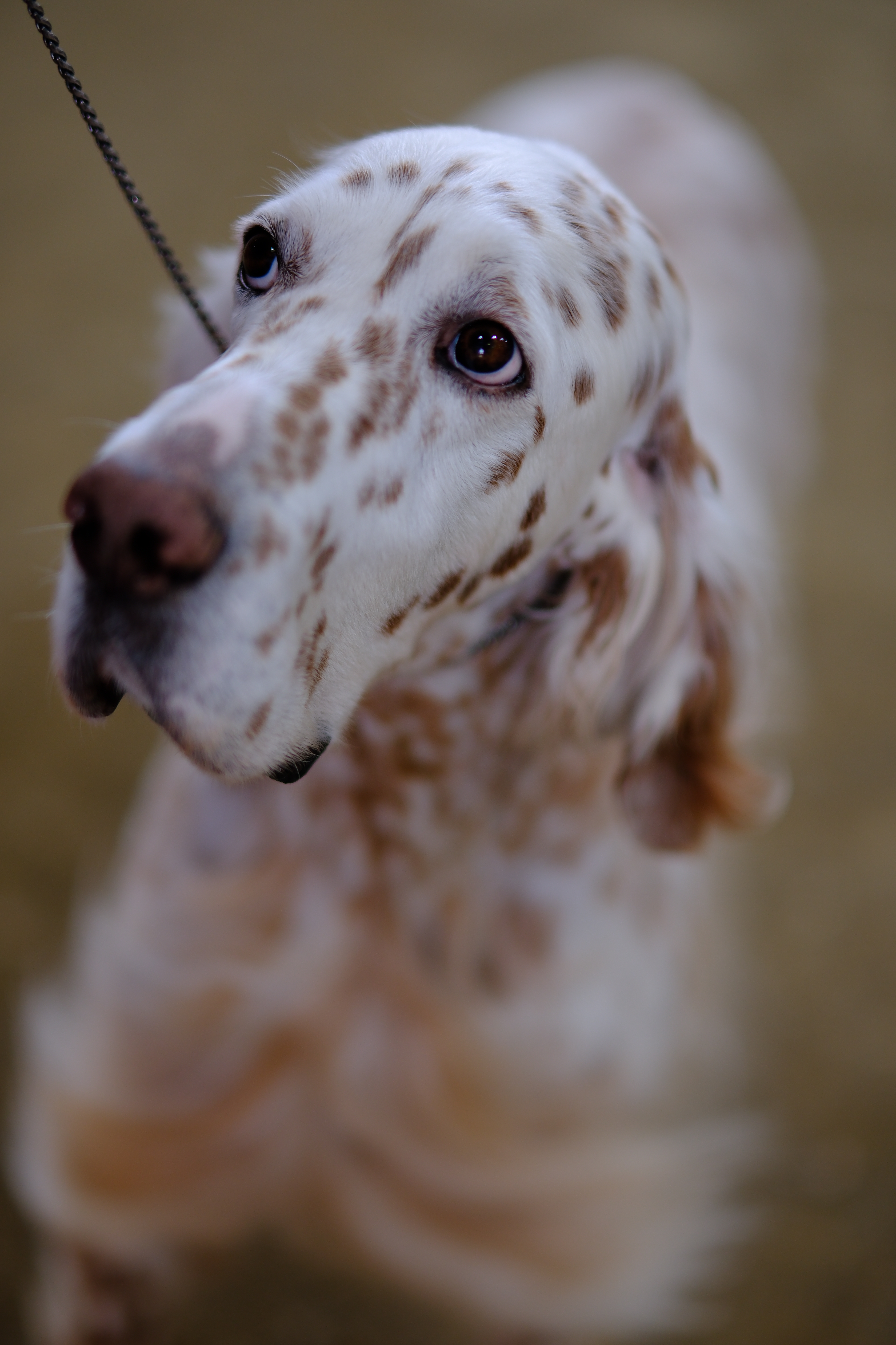 Portrait of a companion animal by The Honest Whisker